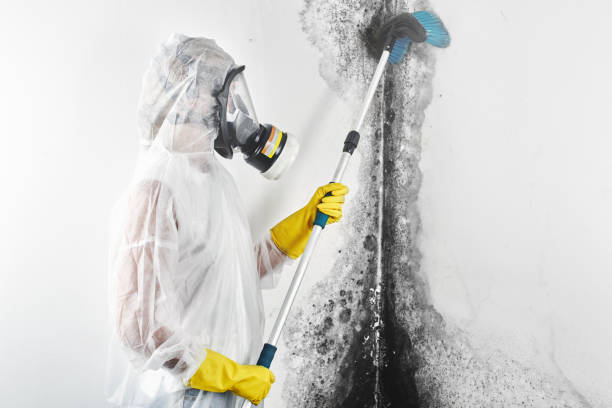 Best Real Estate Mold Inspection  in Rock Hill, SC