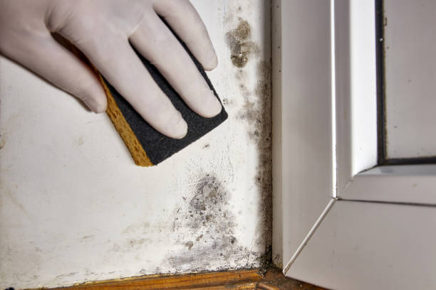 Best Forensic Mold Investigation  in Rock Hill, SC